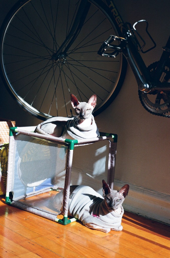 two hairless cats bathe in the sun while wearing grey sweaters. one is sitting on top of a fabric cube, and the other one sits below on wood flooring. a bicycle on a wall is in the background.