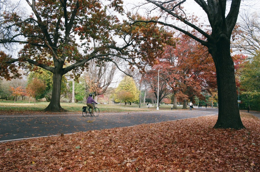 A road through a park, with a cyclist biking past. The side of the road closest to the camera is covered in orange-brown leaves, and the trees in the background are assorted autumnal colors.
