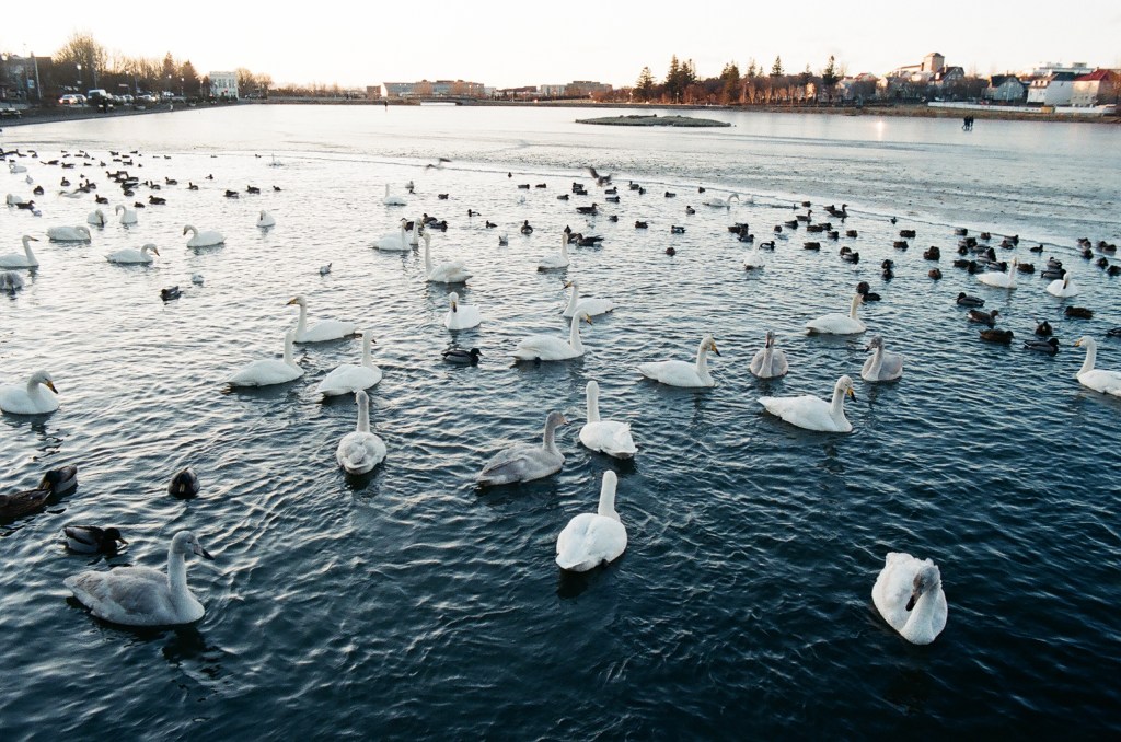 Lots and lots of swans (and other water fowl) in a warm spot in the Reykjavik pond.
