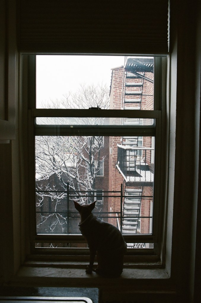 A cat stares out a snowy window.