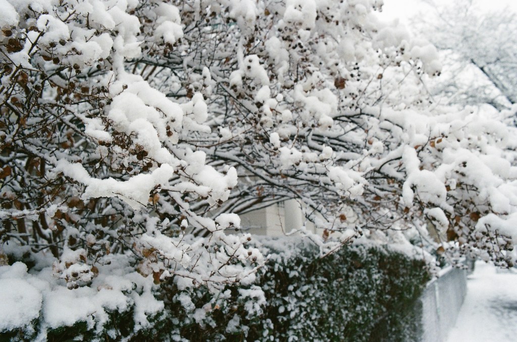 Fresh snow on berry branches, arching over a hedge