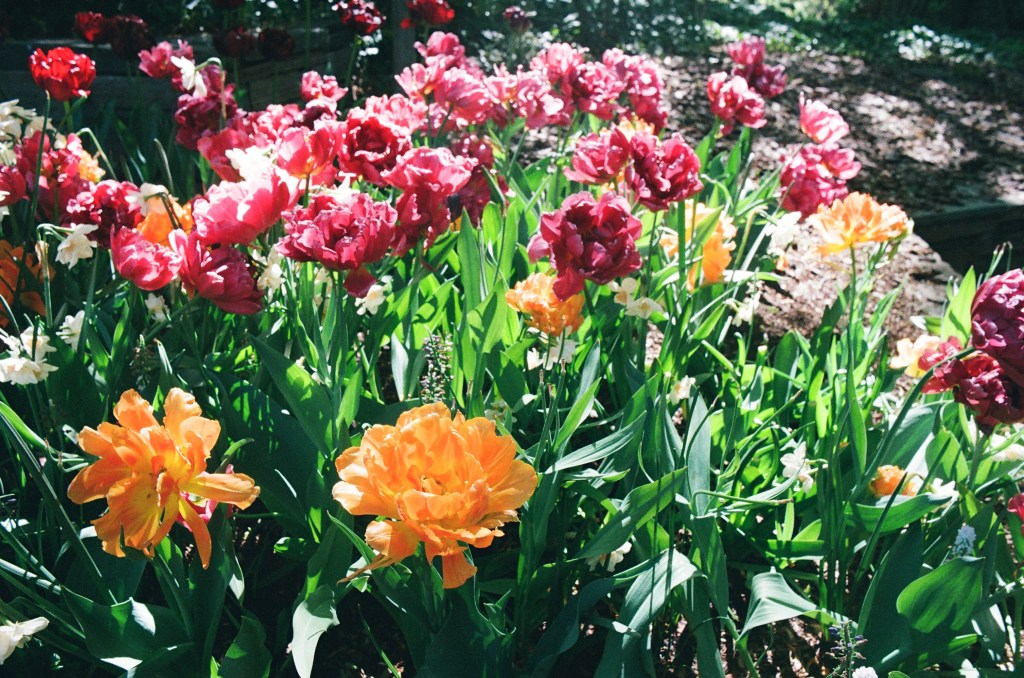 A dense bed of fluffy orange and magenta tulips.