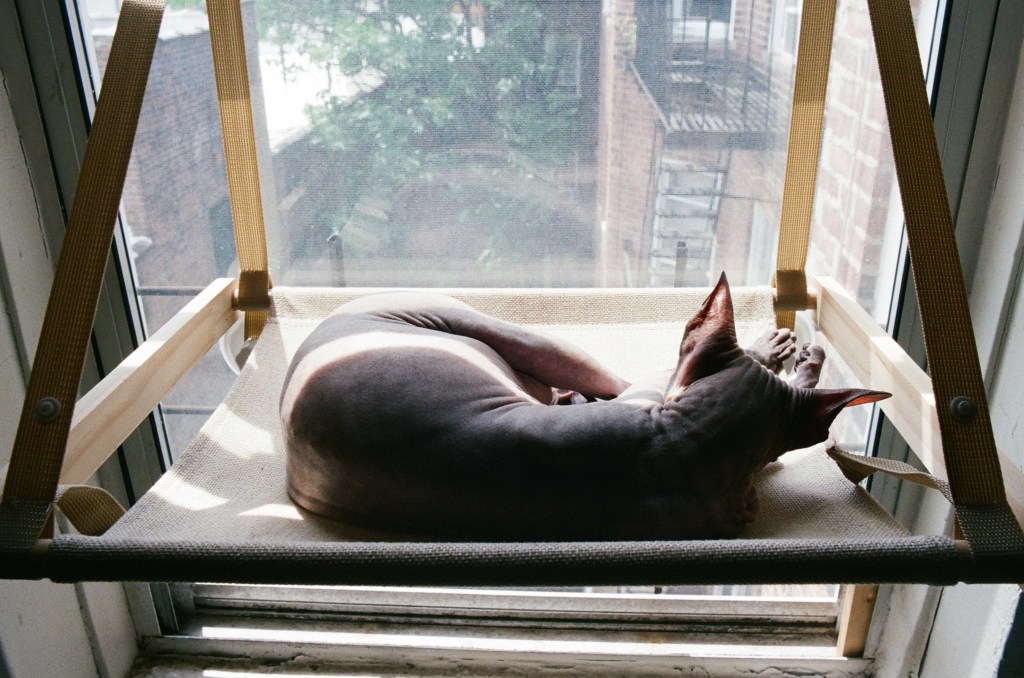 A gray hairless cat sleeps on a tan and wood window hammock.